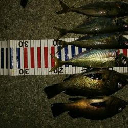 メバル混じりの遠投アジング